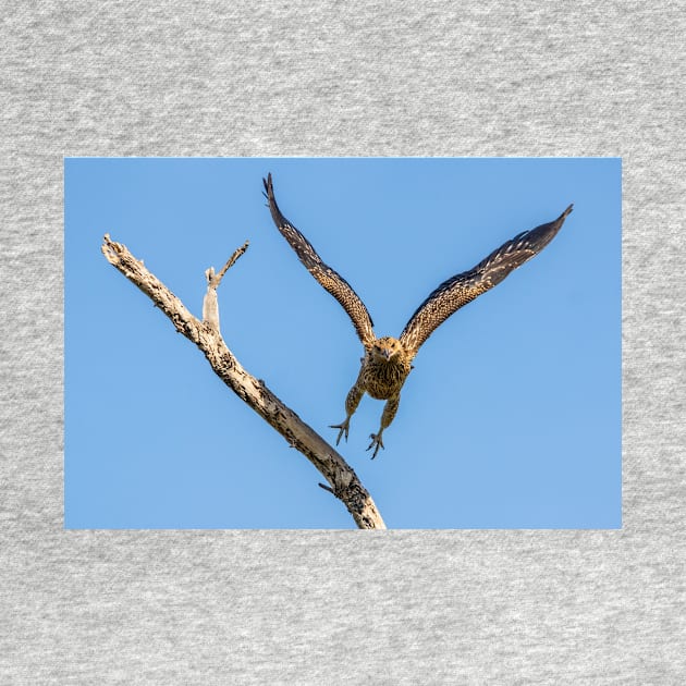 Whistling Kite, Northern Territory by AndrewGoodall